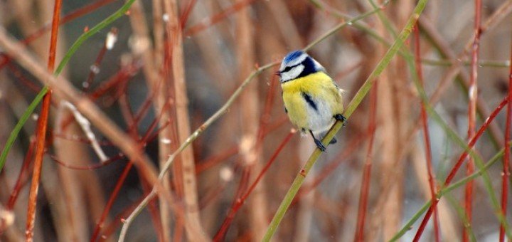 Gradski park – Vršac“, autora Vlade Marinkovića iz Beograda