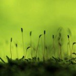 Green, autora Milce Đorđević iz Dimitrovgrada