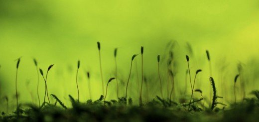 Green, autora Milce Đorđević iz Dimitrovgrada