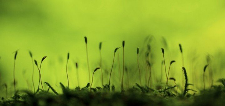 Green, autora Milce Đorđević iz Dimitrovgrada