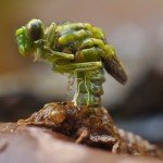 I nagrada: Igor Đorđević iz Pirota “Vilin konjic”