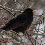 Kos, autora Vladana Masića iz Kraljeva