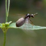 III nagradu osvojila je Olja Simović iz Raške za fotografiju “Uzletanje”