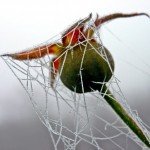 Pupoljak autora Lidije Petrovića iz Kotraže