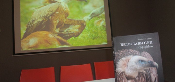 monografija Beloglavi sup