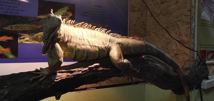 Iguana na grani u festivala