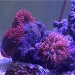 akvaristika korali