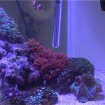 akvaristika korali 2