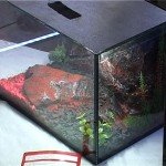 akvaristika korali 3