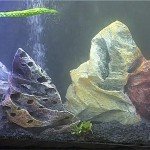 akvaristika korali 4