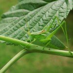 Pyrgomorphella serbica