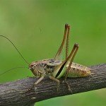 Vichetia oblongicollis