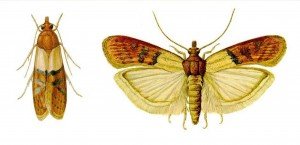 Bakrenasti moljac - Plodia interpunctella