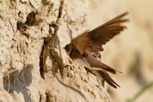 Bregunice u gnezdima na obalama reke Drave foto Goran Šafarek