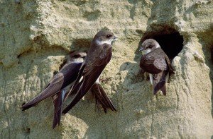 Bregunice u gnijezdima na obalama rijeke drave FOTO H.Kretschmer