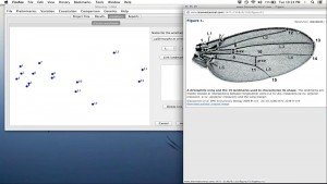 Detekcija i vizualizacija minimalnih morfoloških promena u obliku i veličini krila