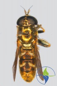 Osolika muva Eumerus pannonicus Osolika muva Eumerus pannonicus