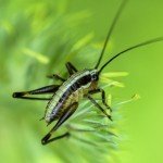 I nagrada: Insekt, autora Ivana Radojkovića iz Niša