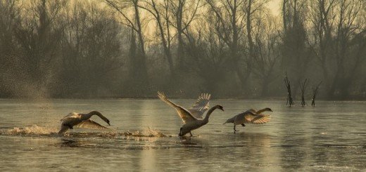 I nagrada Ledeni start autora Jan Vala iz Novog Sada