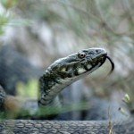 II nagrada Zmijice 1 autora Ace Bojanića iz Priboja