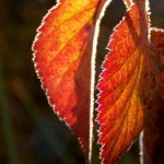 III nagrada: Jesen, autora Olje Simović iz Raške