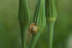 III nagrada Puž autora Milinka Radosavljevića iz Beograda
