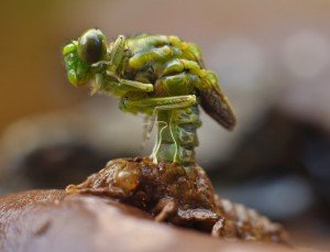 III nagrada Vilin konjić autora Igora Đorđevića iz Pirota