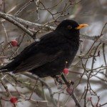 "Kos" autora Vladana Mišića iz Krepoljina