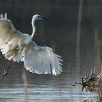 “Krilati reptil” autora Vladimira Mijailovića iz Požege