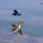 "Lovac" autora Zorana Milutinovića iz Beograda