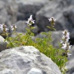 Micromeria thymifolia