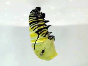 Monarch chrysalis parasitized