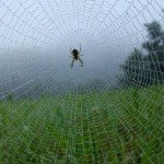 "Na ivici 1 a" Violete Milutinović iz Beograda