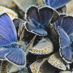 Na okupu, autora Marka Ljubova iz Babušnice