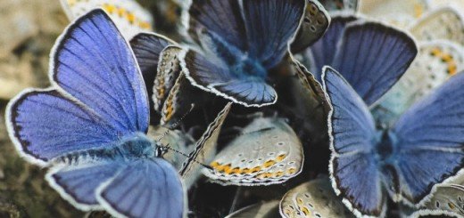 Na okupu, autora Marka Ljubova iz Babušnice