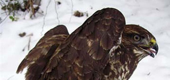 Ima li kraja trovanju ptica kod Apatina?