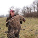 Orao belorepan uspešno oporavljen i vraćen u prirodu