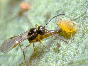 Osa roda Aphidius parazitira biljnu vaš