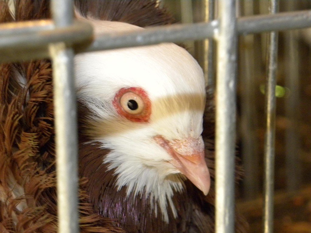 Posmatrajte svoje životinje kao što one posmatraju Vas