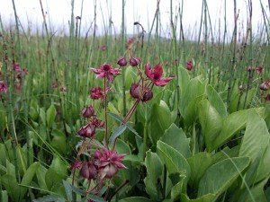 Zaštićen rezervat prirode Peštersko polje