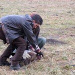 akcija puštanja na slobodu orla belorepana