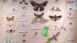 insektarijum insektarijum