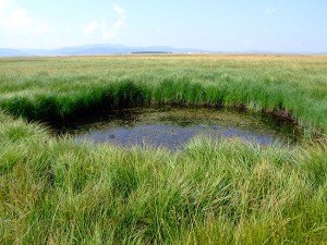 jedinstven kompleks barskih, močvarnih i tresavskih staništa