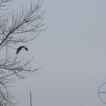 orao belorepan - Haliaeetus albicilla