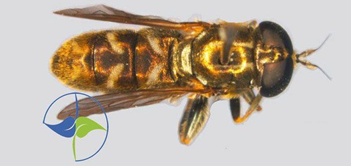 osolika muva - Eumerus pannonicus Ricarte