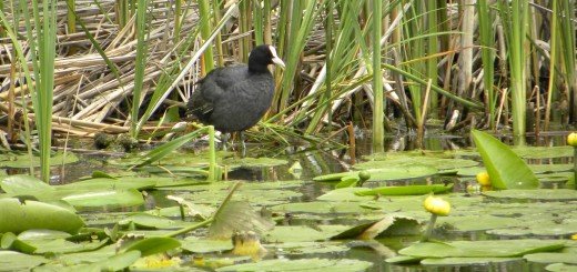 Posmatranje ptica i eko turizam na južnom Jadranu (BETSA)