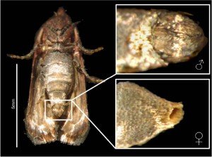 prikaz razlike u građi spoljašnjih genitalnih struktura mužjaka i ženke