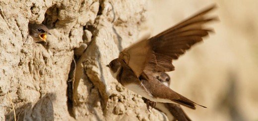 th Bregunice u gnezdima na obalama reke Drave foto Goran Šafarek