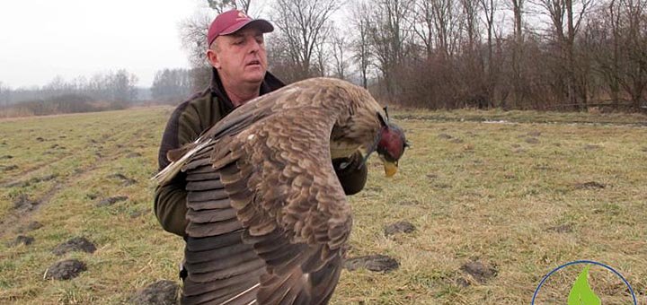 Orao belorepan uspešno oporavljen i vraćen u prirodu