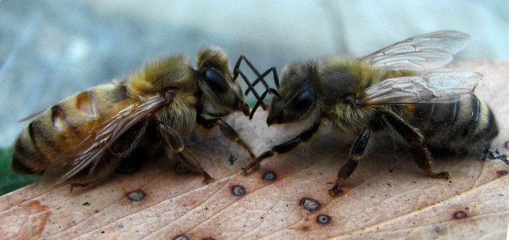 Bolesti pčela deformisanih krila - "bee disease deformed wings"